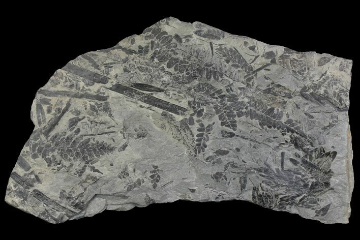 Fossil Fern (Neuropteris & Macroneuropteris) Plate - Kentucky #142441